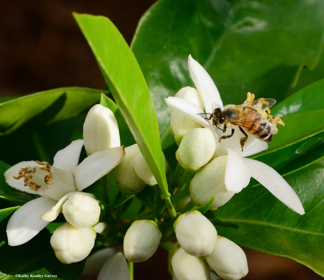A honey bee pollinating an orange blossom. Orange blossom honey will be among the varietals featured at the 