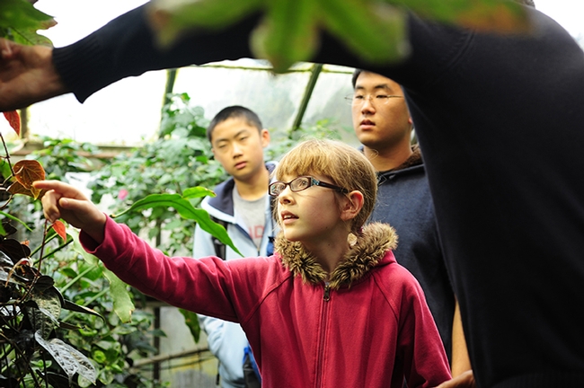 Sadie Park of Vacaville checks out the plants in the Botanical Conservatory during the 2015 Biodiversity Museum Day. She was part of the Solano County 4-H Science Literary Project. (Photo by Kathy Keatley Garvey)