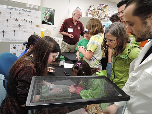 Robbin Thorp (back center), distinguished emeritus professor of entomology at UC Davis, helps  out at the Bohart Museum of Entomology during the Biodiversity Museum Day. At right is Bohart associate/undergraduate entomology student Wade Spencer. (Photo by Kathy Keatley Garvey)