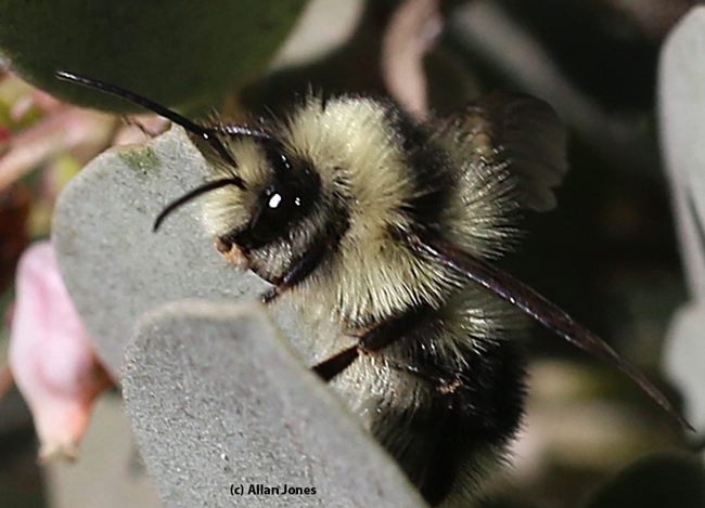 Close-up of a male three-banded bumble bee, Bombus melanopygus, on manzanita on Jan. 27 in the UC Davis Arboretum. (Photo by Allan Jones)