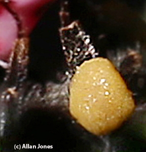 The large pollen load of a female bumble bee, Bombus melanopygus, on Jan. 27 in the UC Davis Arboretum. (Photo by Allan Jones.)