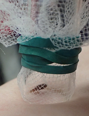 Enclosed bed bug in fine netting: fine enough to prevent an escape, large enough to feed. (Photo by Kathy Keatley Garvey)