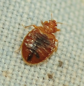 Close-up of bed bug, Cimex lectularius. (Photo by Kathy Keatley Garvey)