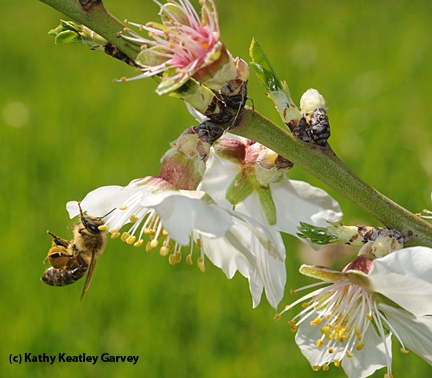 Honey bee foraging on almond blossom. (Photo by Kathy Keatley Garvey)
