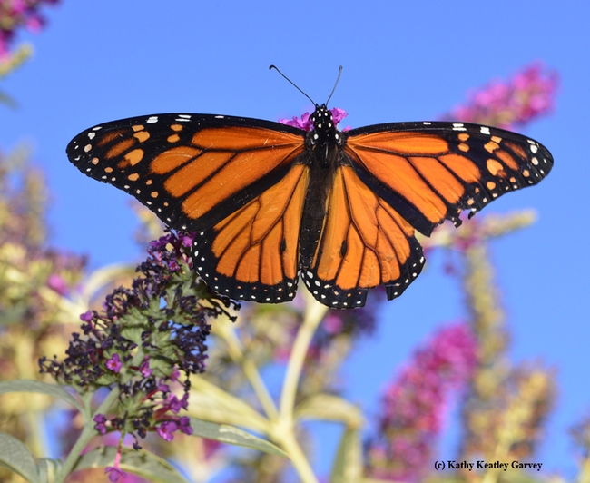 A male monarch, Danaus plexippus, foraging on a butterfly bush, Buddleja. (Photo by Kathy Keatley Garvey)