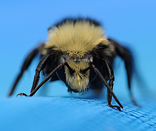 Yellow-Faced Bumble Bee