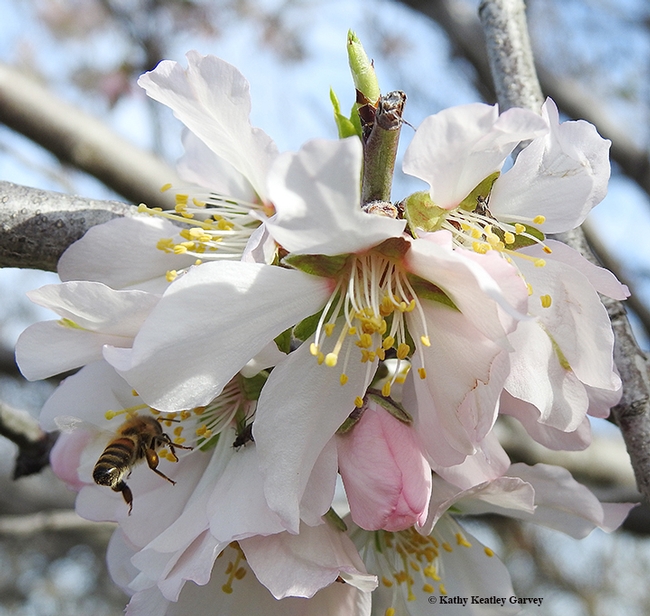A pollen-packing honey bee heads for another almond blossom. (Photo by Kathy Keatley Garvey)
