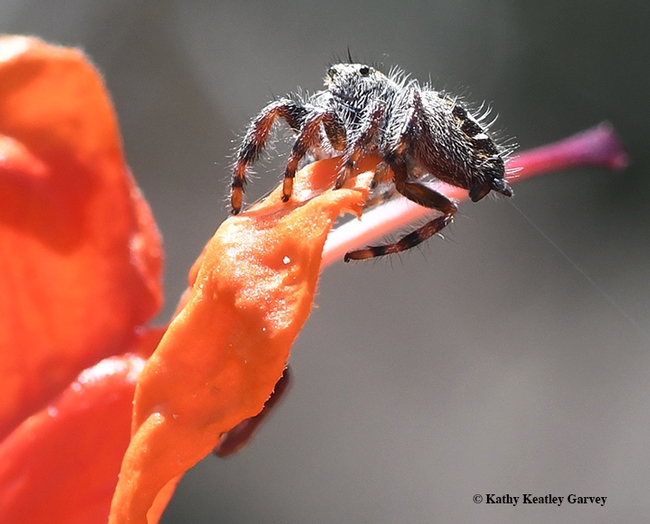 A jumping spider sunning itself. Another jumping spider is below. (Photo by Kathy Keatley Garvey)