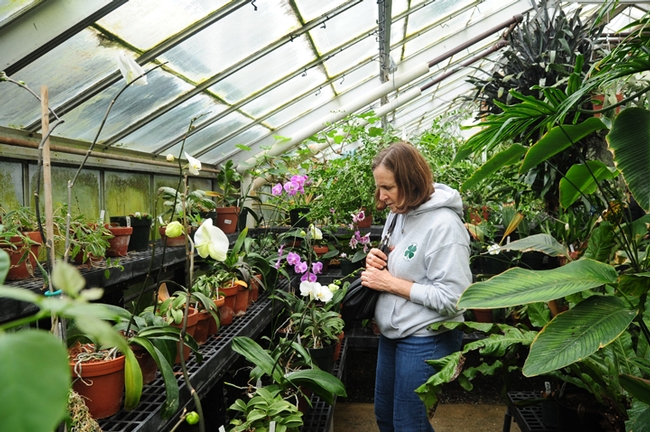 Sue Bohannan of Fairfield examines plants in the Botanical Conservatory. She was at the UC Davis Biodiversity Museum Day to lead a Solano County 4-H STEM Project. (Photo by Kathy Keatley Garvey)