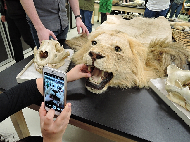 A visitor photographs the skin of a male African lion from Tanzania (1960s). Not much else is known about it, said Andrew Engilis, Jr., curator of the Museum of Wildlife and Fish Biology. This was part of a display in the Academic Surge Building. (Photo by Kathy Keatley Garvey)