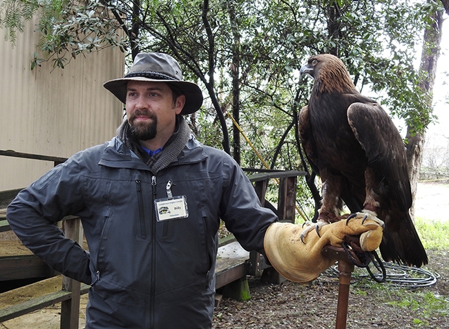 Volunteer Billy Thein shows a golden eagle named 