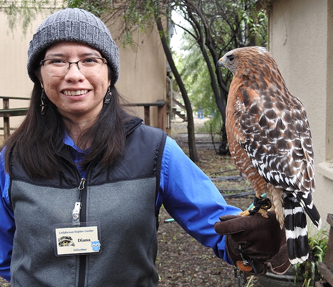 Volunteer Diana Munoz shows a red-shouldered hawk, Mikey, at the California Raptor Center. (Photo by Kathy Keatley Garvey)
