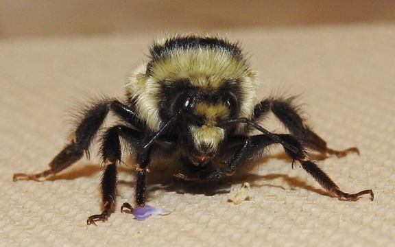 A black-tailed bumble bee, Bombus melanopygus, peers at the photographer. This one buzzed into Robbin Thorp's office at UC Davis on Valentine's Day, Feb. 14. (Photo by Kathy Keatley Garvey)