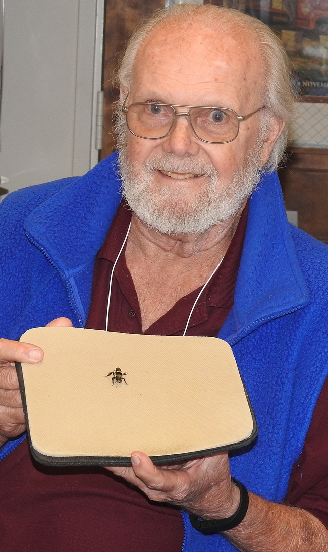 Robbin Thorp with a bumble bee gyne that flew into his office. (Photo by Kathy Keatley Garvey