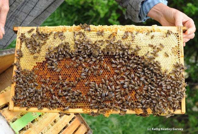 A frame from a hive. The California Honey Festival will feature honey, mead, bees, speakers, live music, a kids' zone, and arts and crafts. (Photo by Kathy Keatley Garvey)
