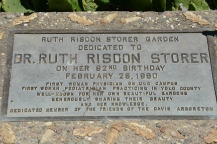The Ruth Risdon Storer Garden (Photo by Kathy Keatley Garvey)