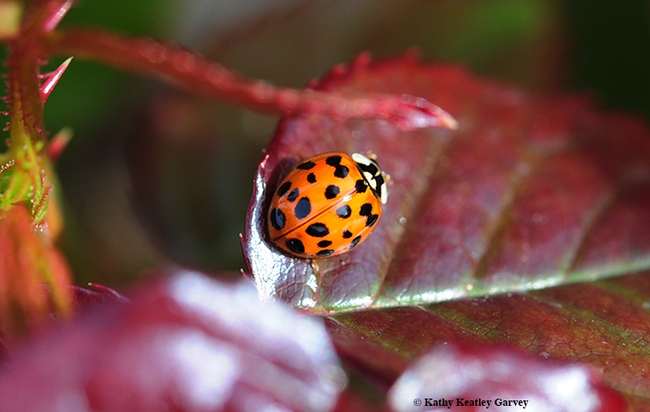 Dorsal view of a multicolored Asian lady beetle on a rose bush. (Photo by Kathy Keatley Garvey)