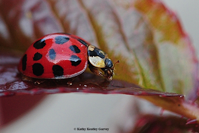 A lady beetle gobbling an aphid. (Photo by Kathy Keatley Garvey)