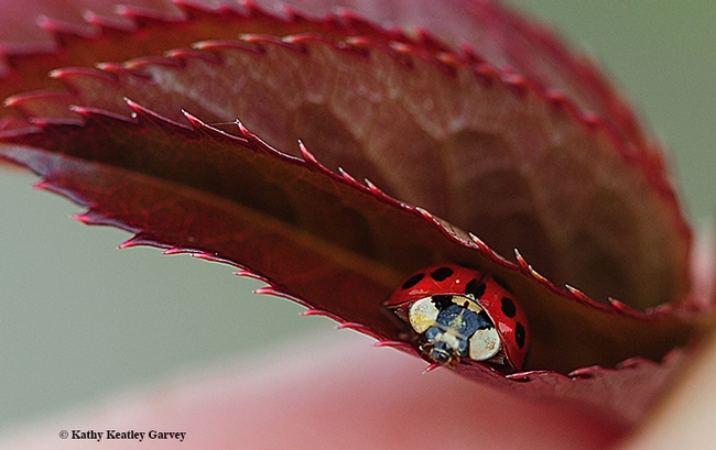 Peek-a-boo! A lady beetle peers between a folded rose leaf. (Photo by Kathy Keatley Garvey)
