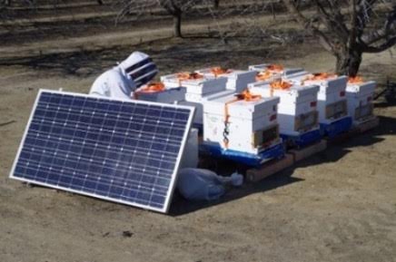 This research shows an entomologist working in almonds with solar panels.