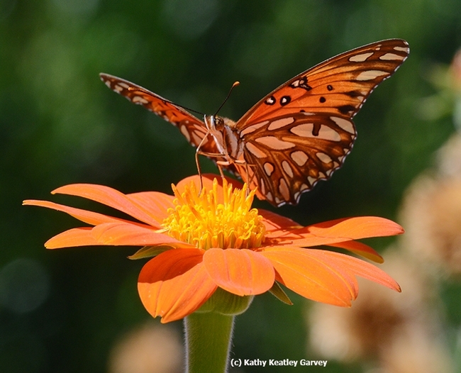 Want Gulf Fritillaries? Plant their host plant, the passionflower vine. This butterfly is nectaring on Mexican sunflower (Tithonia). (Photo by Kathy Keatley Garvey)