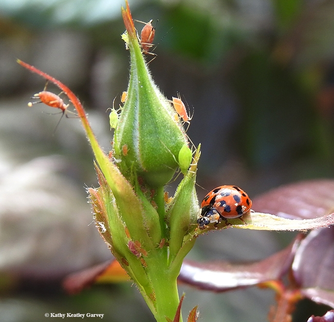 A multicolored Asian lady beetle, Harmonia axyridis, chows down on an aphid while other aphids suck juices from the rosebud. (Photo by Kathy Keatley Garvey)