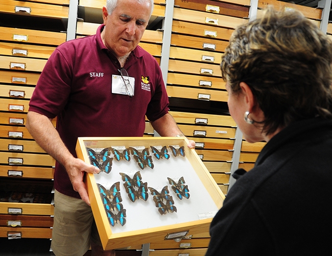 Entomologist Jeff Smith, who curates the butterfly and moth display at the Bohart, shows South American rainforest butterflies, Preponas, in the genus Archaeoprepona to butterfly-bee enthusiast Ria deGrassi of Davis. (Photos by Kathy Keatley Garvey)