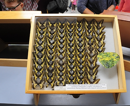 A display of anise swallowtail specimens.