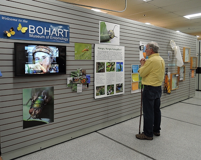 A visitor stops to read a poster at the close of the Bohart Museum open house.