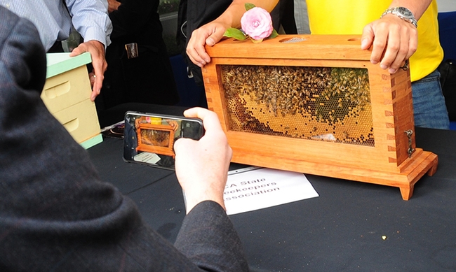 A visitor photographs the Harry H. Laidlaw Jr. observation hive at California Agriculture Day. (Photo by Kathy Keatley Garvey)