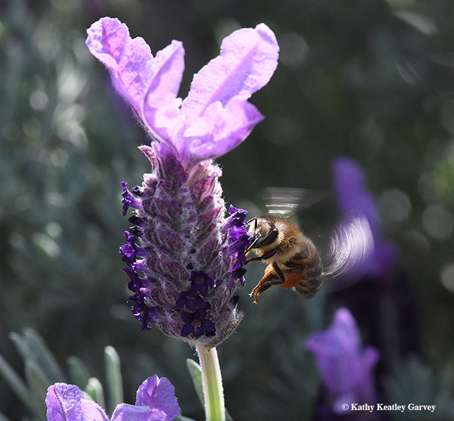 A honey bee nectaring on Spanish lavender. This was taken with a Nikon D500 and a 200mm macro lens. Settings: ISO 3200, f-stop 13, and shutter speed of 1/640 of a second. No flash. (Photo by Kathy Keatley Garvey)