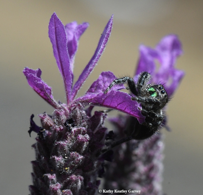 The jumping spider, Phidippus audax, climbs its mountain and lurks. (Photo by Kathy Keatley Garvey)