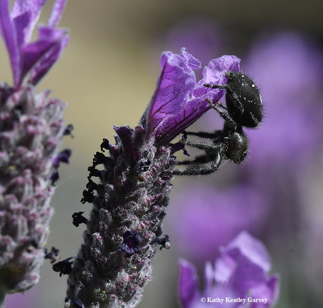 The jumping spider, Phidippus audax, exits its summit, the Spanish lavender. (Photo by Kathy Keatley Garvey)