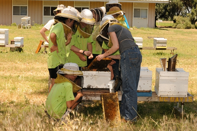 The 2011 UC Davis Bio Boot Camp featured a tour of the Harry H. Laidlaw Jr. Honey Bee Research Facility on Bee Biology Road. Here the campers crowd around beekeeper Elizabeth Frost as she opens the hive. Frost is now the education officer for honey bees at the Department of Primary Industries, New South Wales. (Photo by Kathy Keatley Garvey)