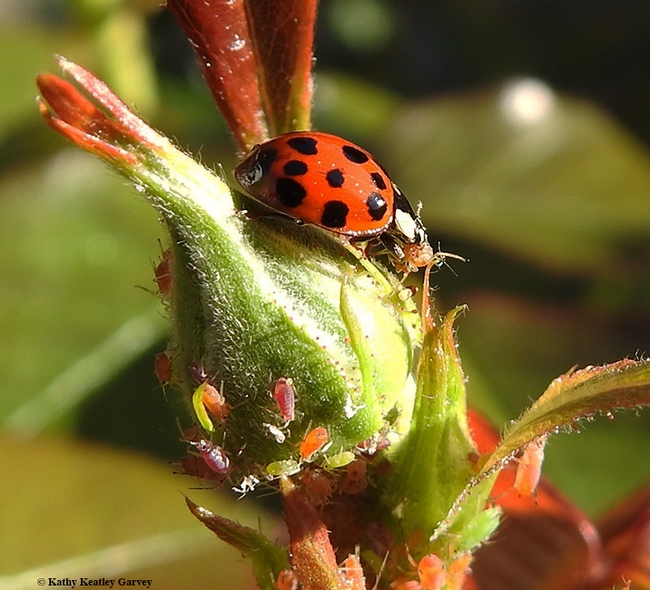 A lady beetle, aka ladybug, devouring an aphid, while other aphids appear to be 