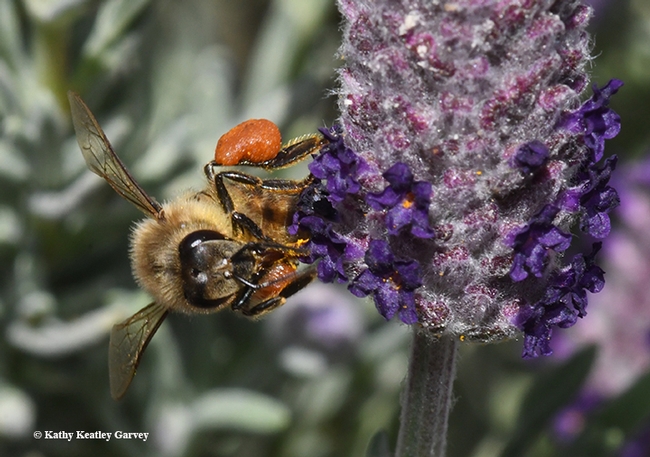 A honey bee adjusting her load of red pollen. (Photo by Kathy Keatley Garvey)