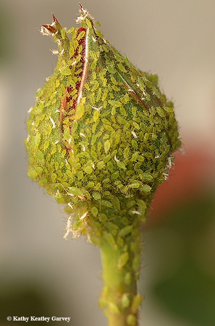 Aphids sucking the juices out of a  budding rose. (Photo by Kathy Keatley Garvey)