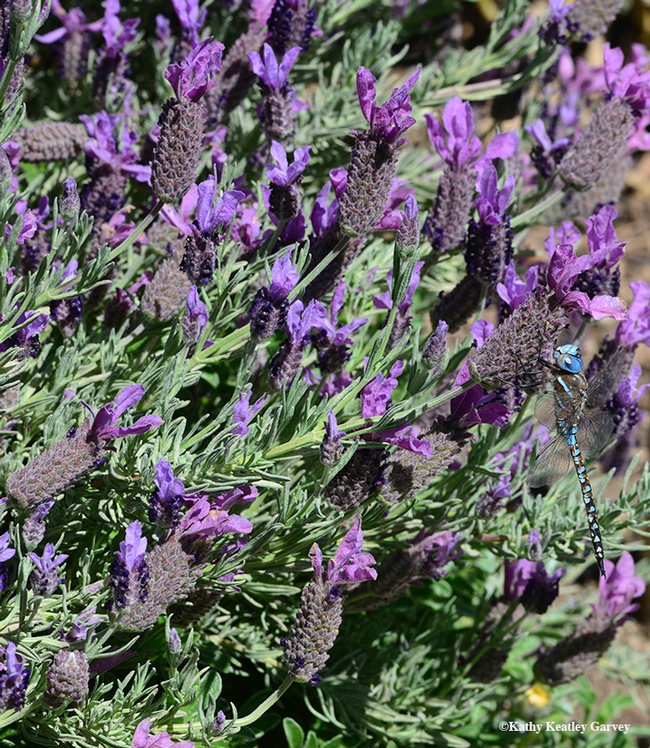 Find the blue-eyed darner in the Spanish lavender! (Photo by Kathy Keatley Garvey)