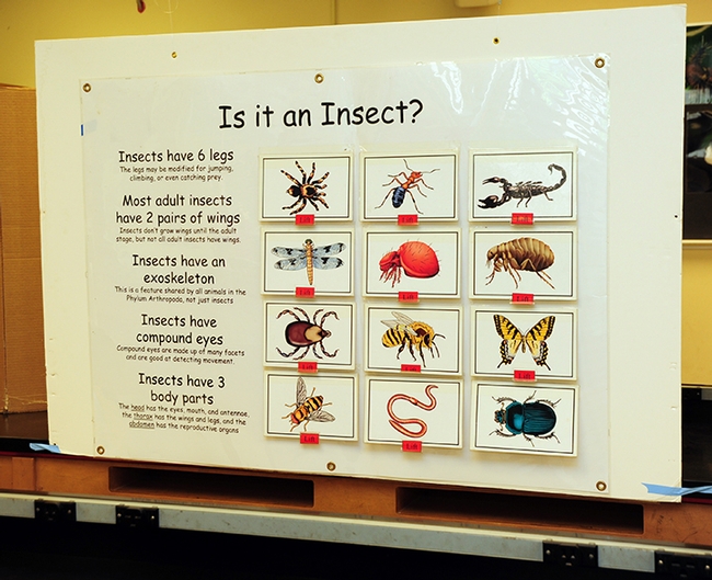 A popular attraction at Briggs Hall is this dispay: Is it an Insect? (Photo by Kathy Keatley Garvey)