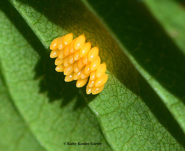 The lady beetle lays her tiny eggs in clusters beneath a leaf. These are probably the eggs of a multicolored Asian lady beetle. (Photo by Kathy Keatley Garvey)