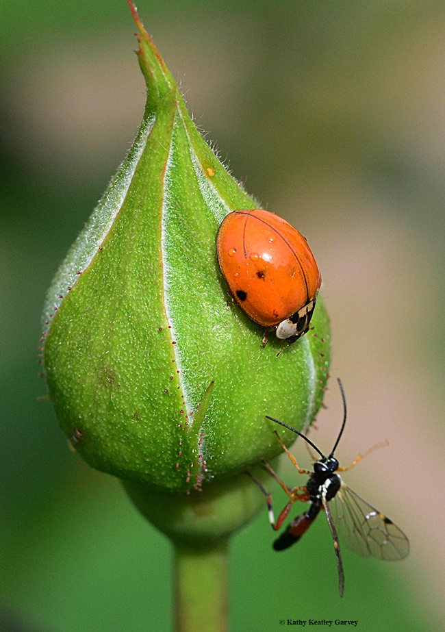 A lady beetle meeets a male parasitic wasp from the family Ichneumonidae. (Photo by Kathy Keatley Garvey)