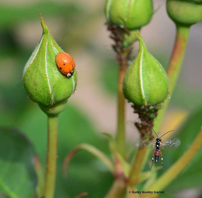 The lady beetle continues to patrol the rosebud, while the male parasitic wasp quickly leaves the scene. (Photo by Kathy Keatley Garvey)