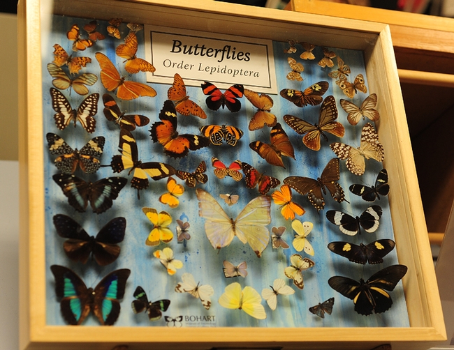 There will be lots to see during Picnic Day at the Bohart Museum of Entomology. These butterflies are among the museum's nearly 8 million insect specimens. (Photo by Kathy Keatley Garvey)