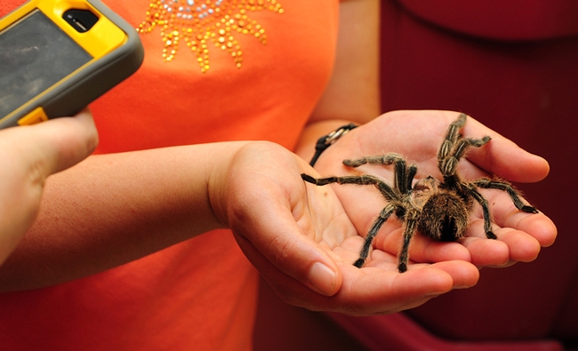 A visitor at the Bohart Museum takes an image of a tarantula. (Photo by Kathy Keatley Garvey)