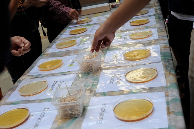 Honey tasting is a popular event at UC Davis Picnic Day and is in the running for a special award, determined by popular vote. (Photo by Kathy Keatley Garvey)