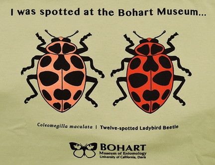 Spot on: The Bohart Museum of Entomology t-shirt adorned with the 12-spotted lady beetle, also known as the pink-spotted lady beetle. (Photo by Kathy Keatley Garvey)