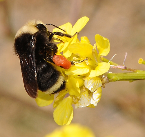 Foraging Bumble Bee