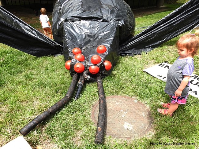 A young child stares at the black widow spider in front of Briggs Hall, UC Davis. (Photo by Kathy Keatley Garvey)