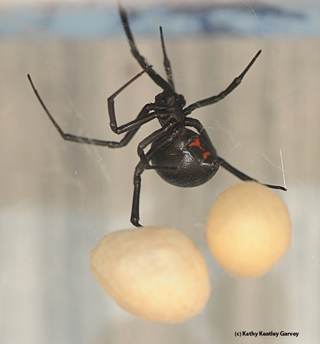 A black widow spider straddles her eggs. Note the distinguishing red hourglass. (Photo by Kathy Keatley Garvey)
