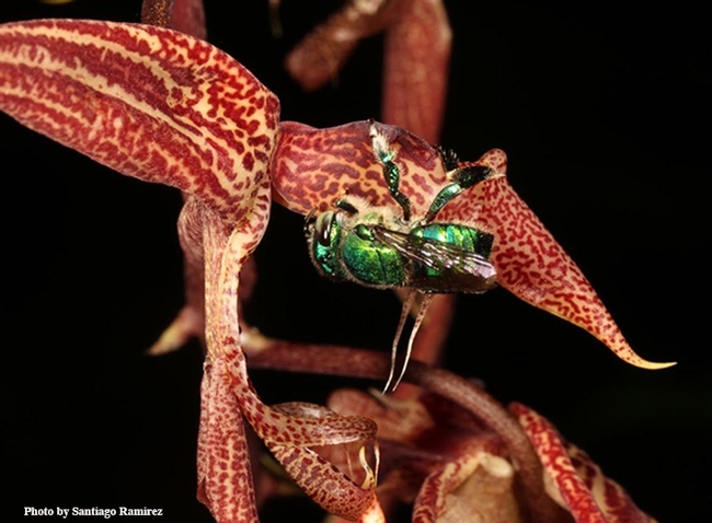 Santiago Ramirez captured this image of an orchid bee on an orchid. The tropical bees are distributed throughout Central and South America.